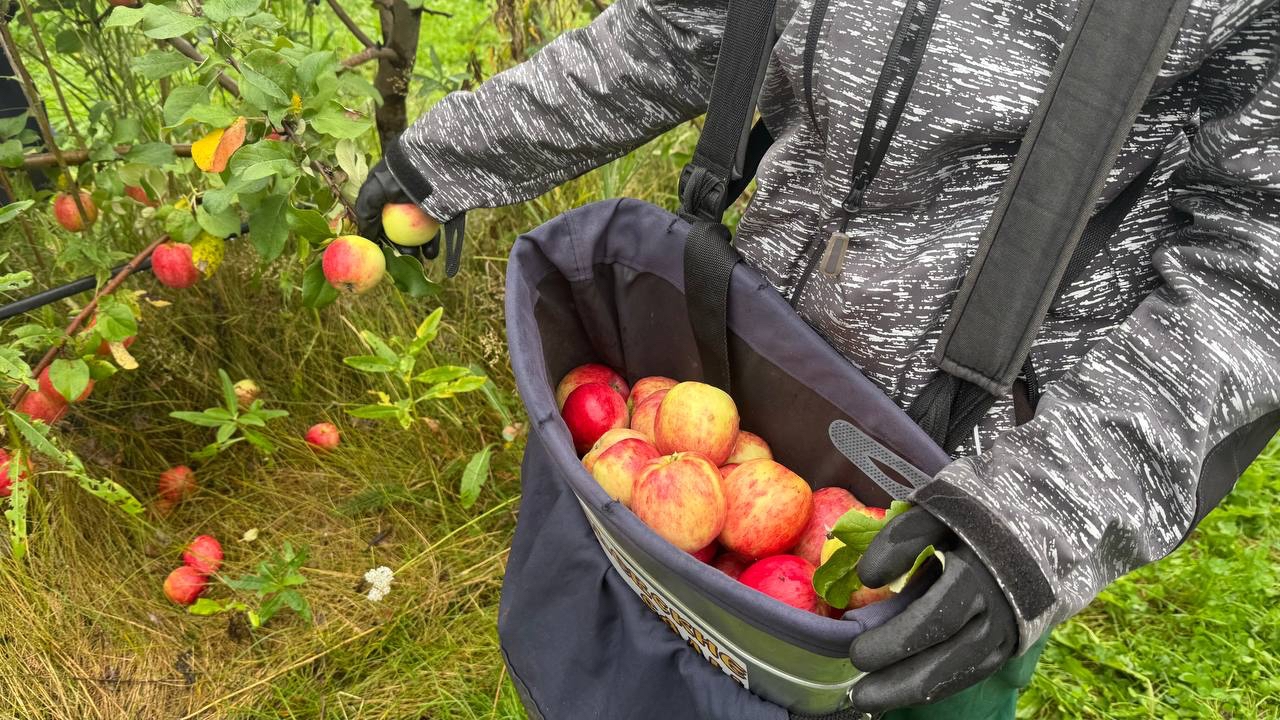 В промышленных садах Челябинской области собирают тонны яблок