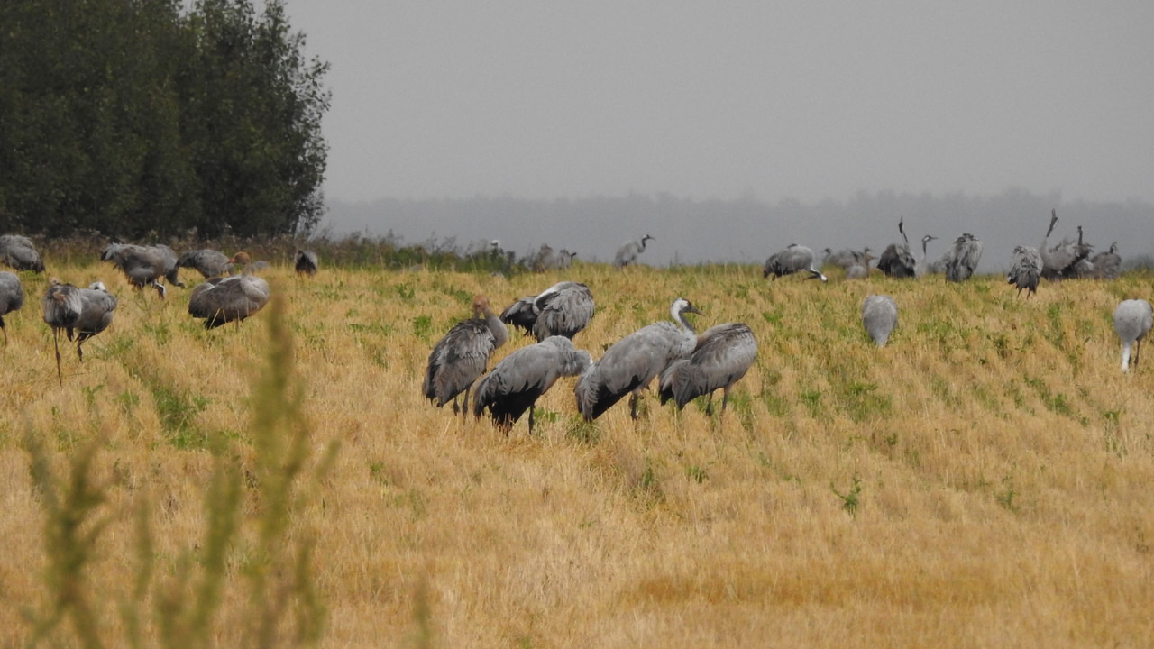 "Их тысячи": журавли собираются на полях под Челябинском перед отлетом на юг