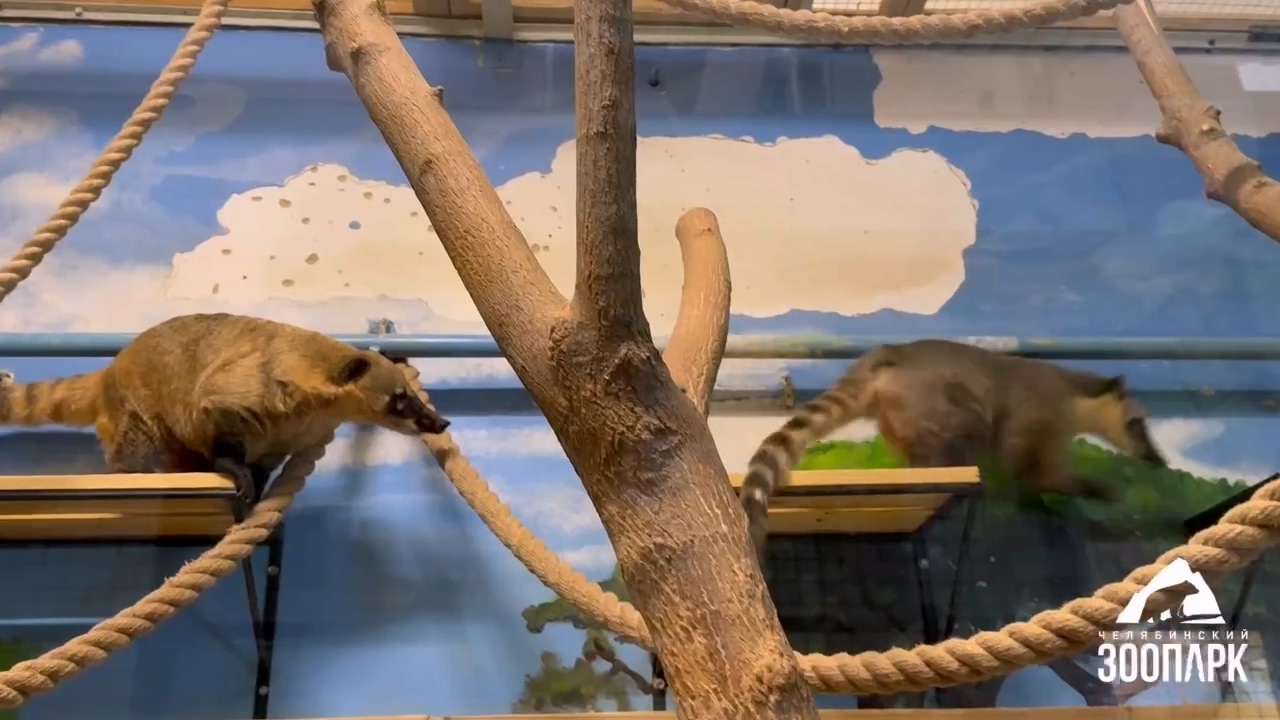 В Челябинском зоопарке теплолюбивые животные переехали в зимние вольеры