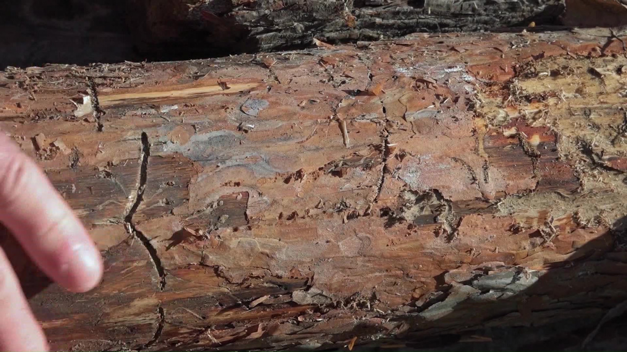 Хвойные под угрозой: опасный жук-короед атакует леса в Челябинской области