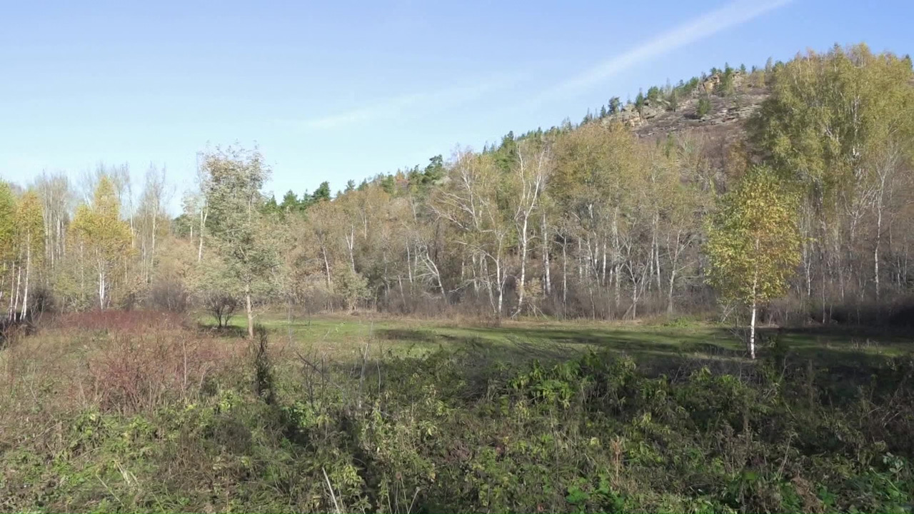 Хвойные под угрозой: опасный жук-короед атакует леса в Челябинской области