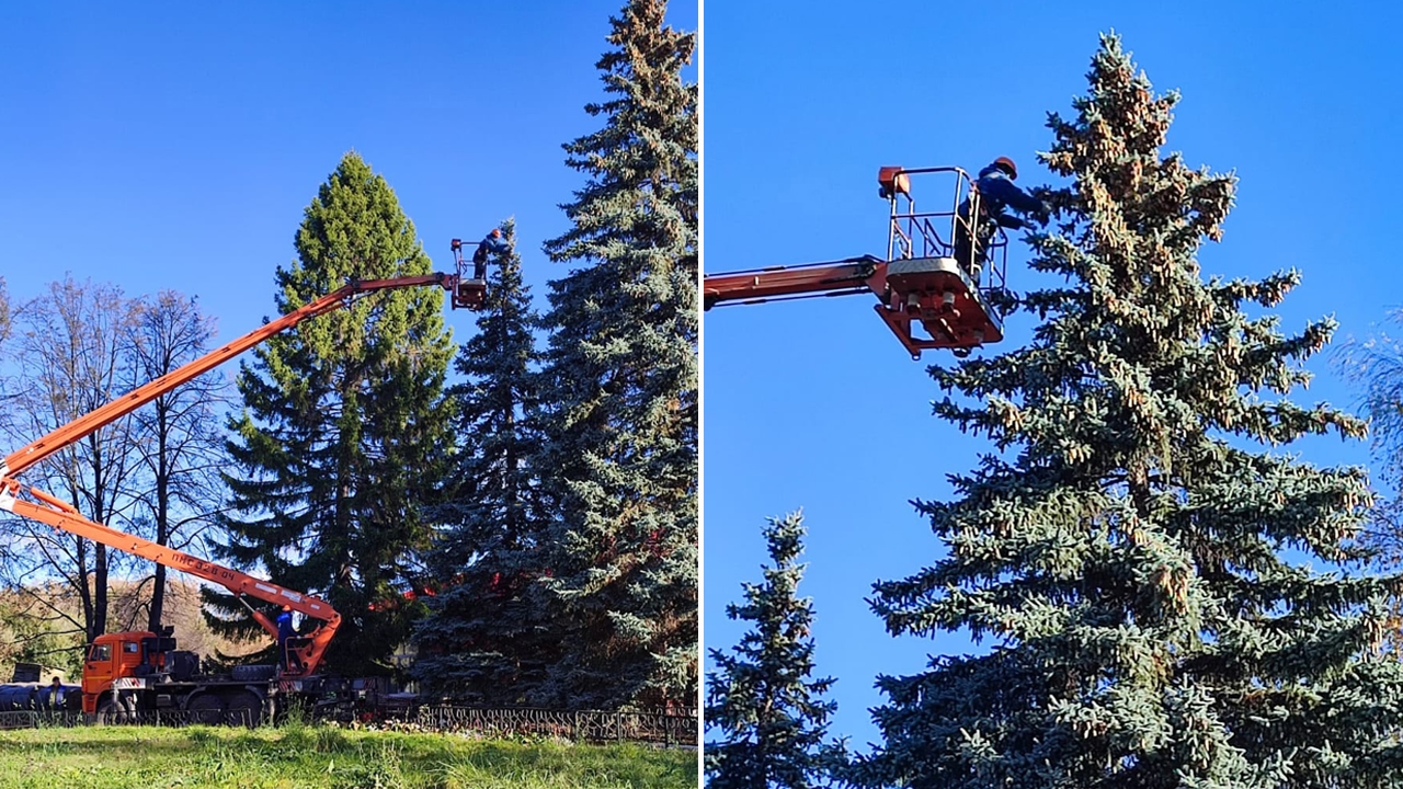Юннаты Озерска будут выращивать голубые ели
