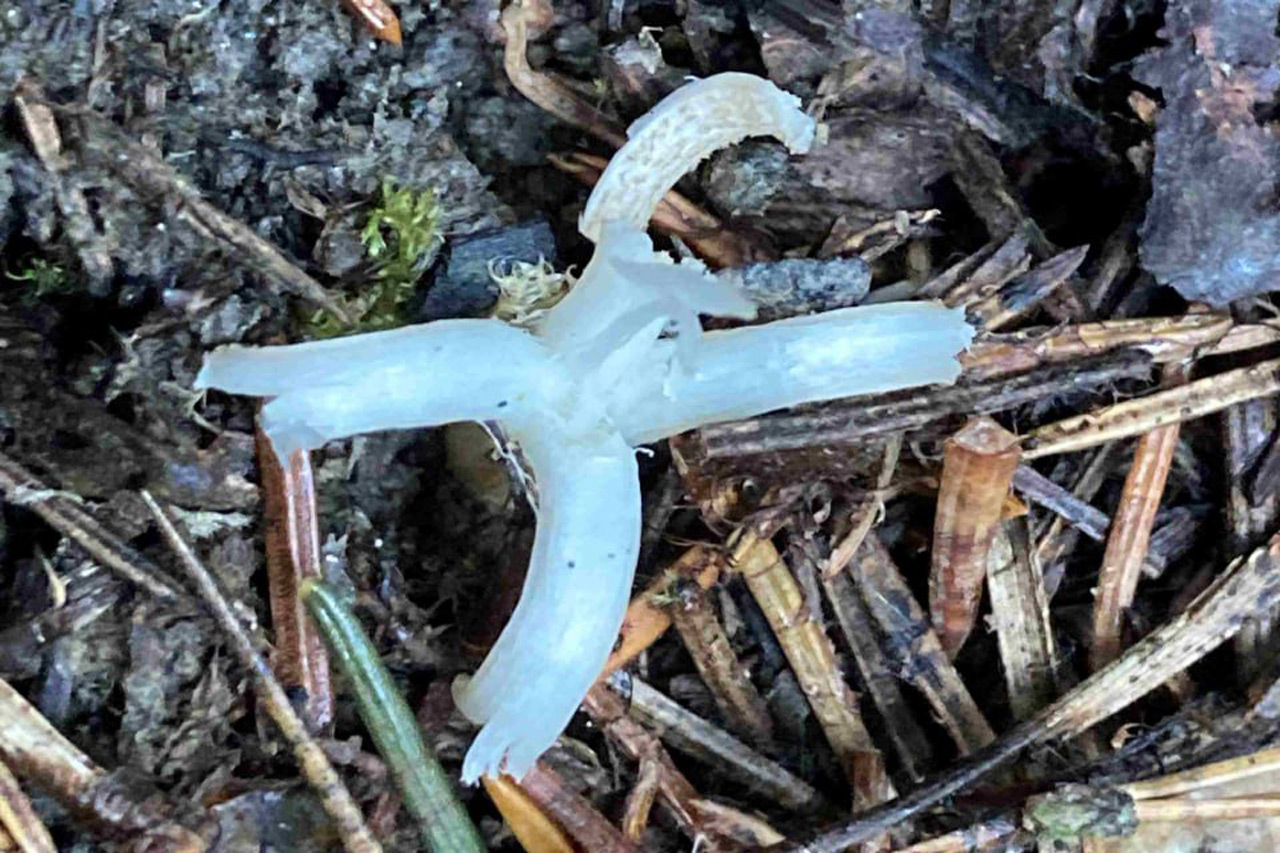 Белый коралл или пальцы феи: новый вид грибов обнаружили на Таганае