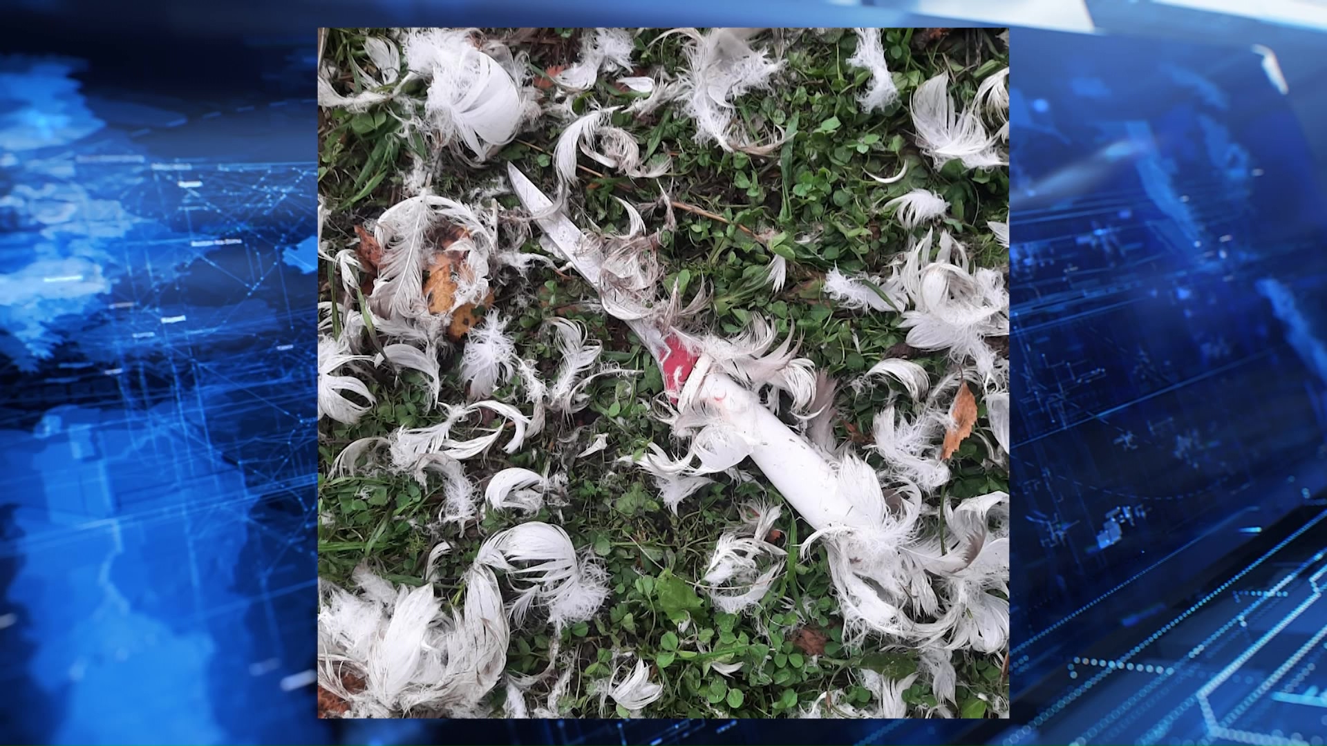 Съели, останки закопали: в Нязепетровском районе браконьеры убили лебедей