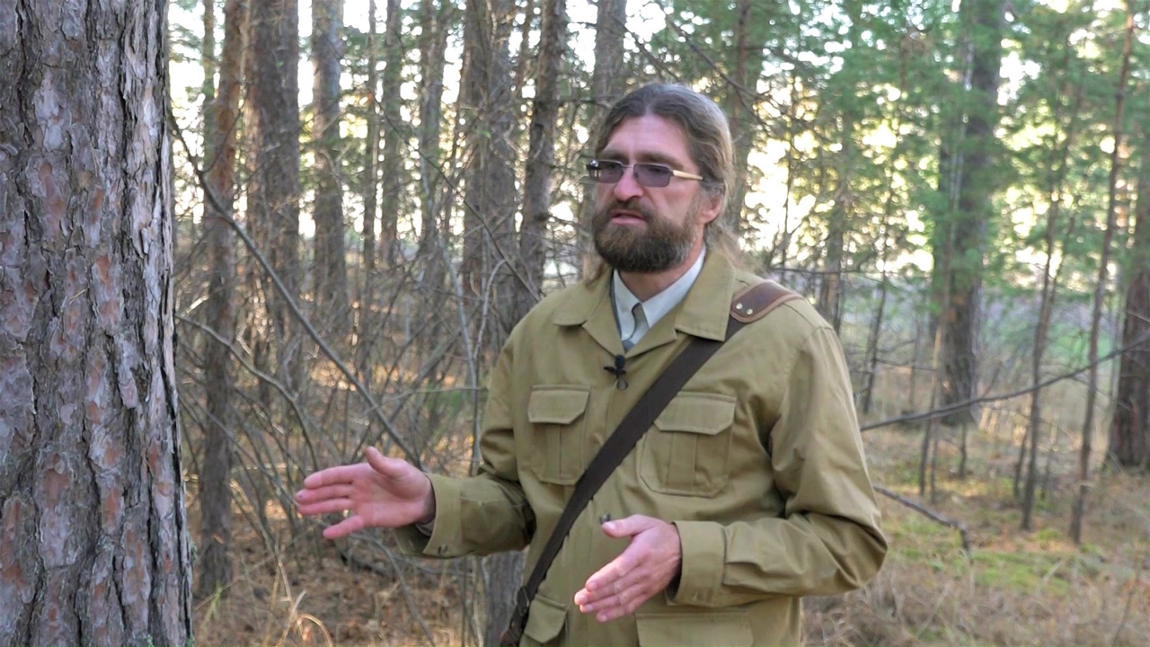 Хвойные под угрозой: опасный жук-короед атакует леса в Челябинской области