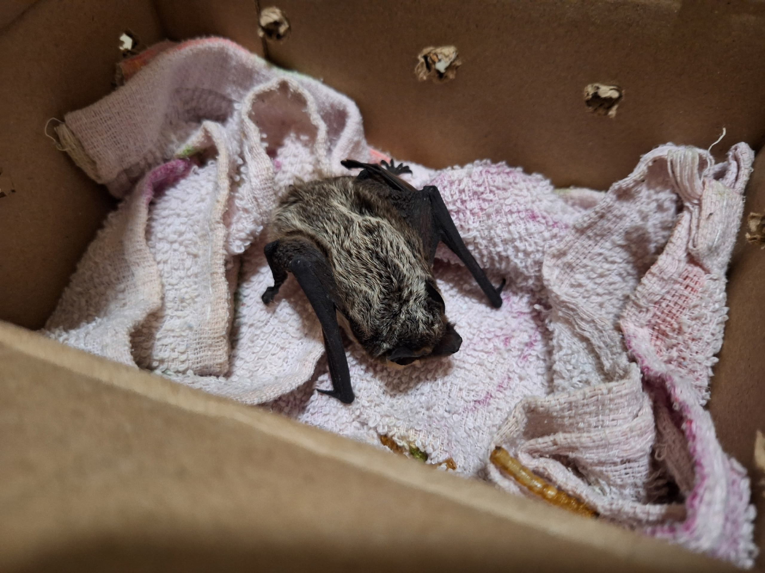 "Олег спит в холодильнике": в Челябинске волонтеры готовят к зимовке летучих мышей