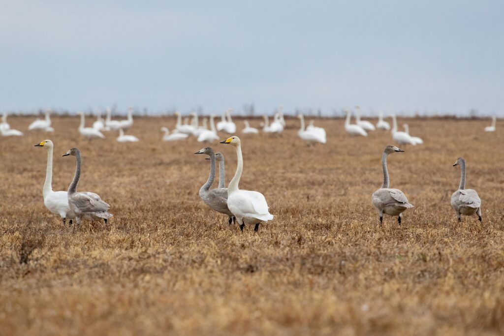 Подготовку лебедей к осенней миграции запечатлел фотограф из Челябинска