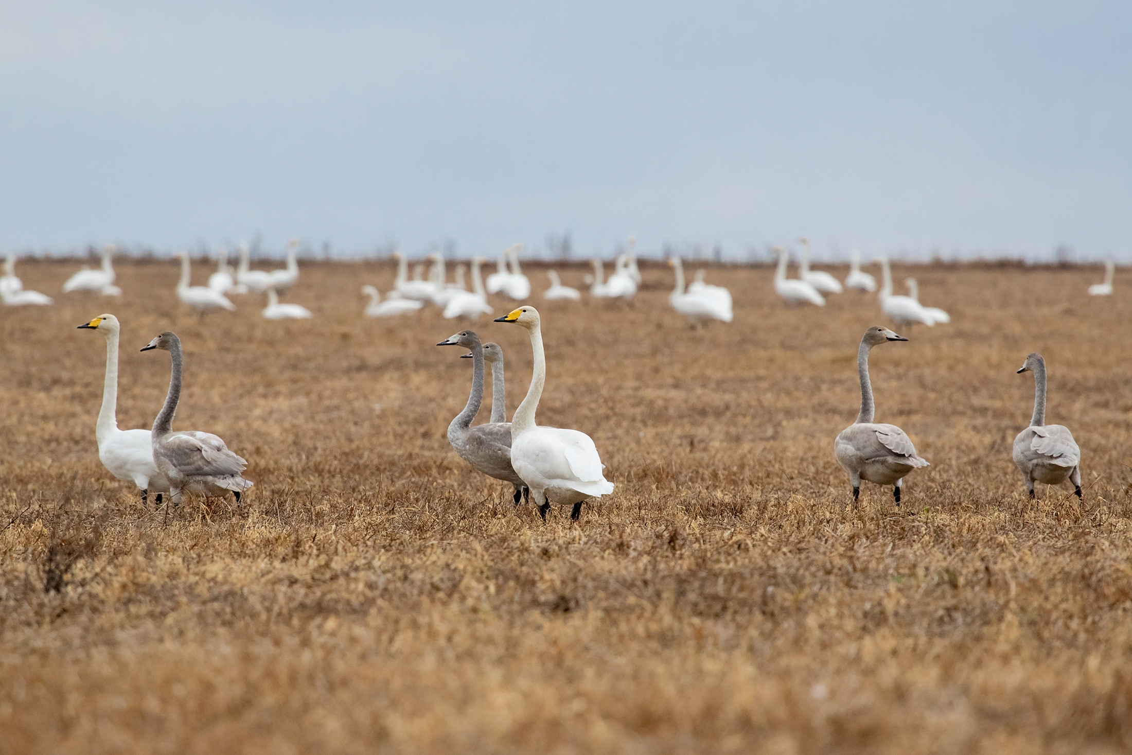 Подготовку лебедей к осенней миграции запечатлел фотограф из Челябинска
