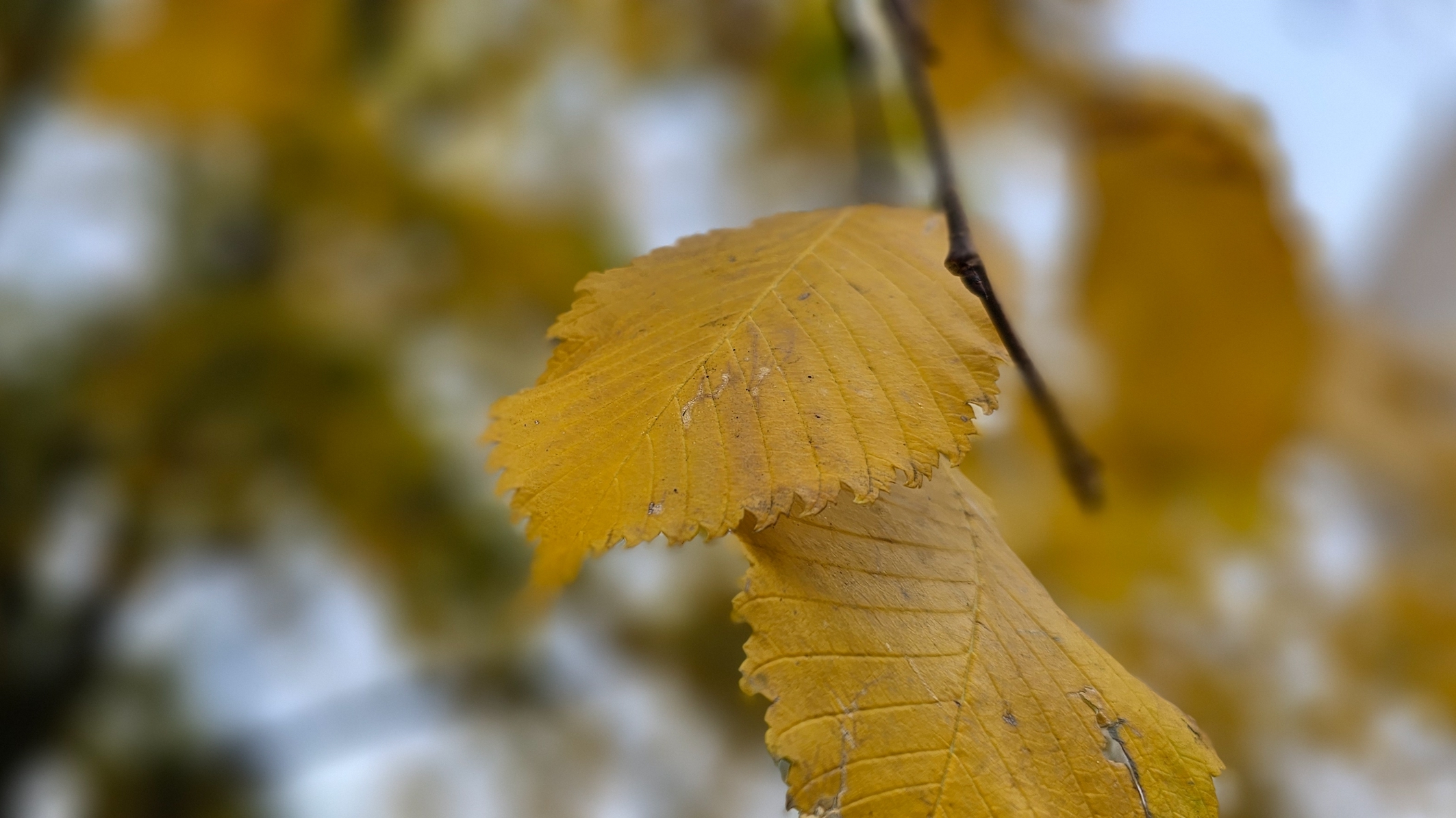 Ледяные дожди пройдут в Челябинской области: прогноз погоды на 16 октября 