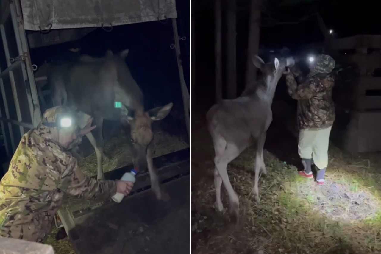 Лосяш и Луна: двух лосят привезли в реабилитационный центр на Зюраткуле