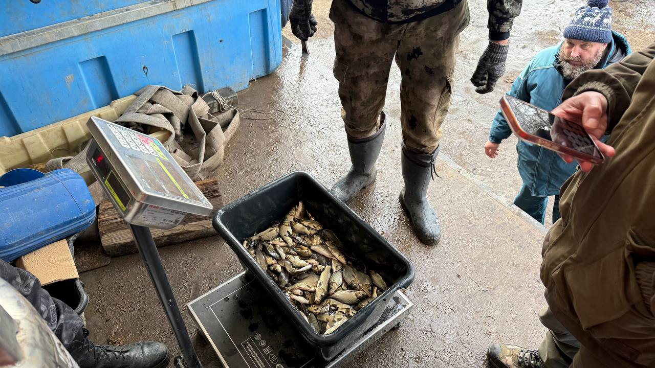 Сотни тысяч мальков сазана выпустили в Шершневское водохранилище в Челябинске Сотни тысяч мальков сазана выпустили в Шершневское водохранилище в Челябинске