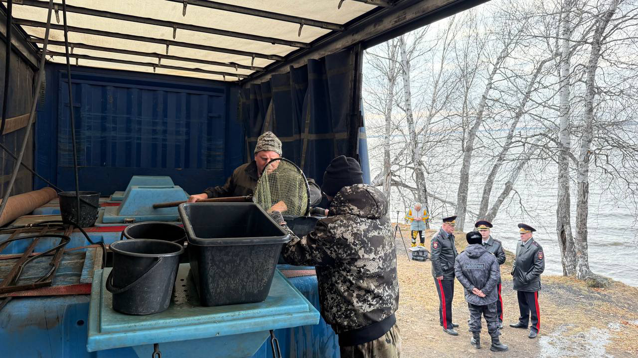Сотни тысяч мальков сазана выпустили в Шершневское водохранилище в Челябинске Сотни тысяч мальков сазана выпустили в Шершневское водохранилище в Челябинске