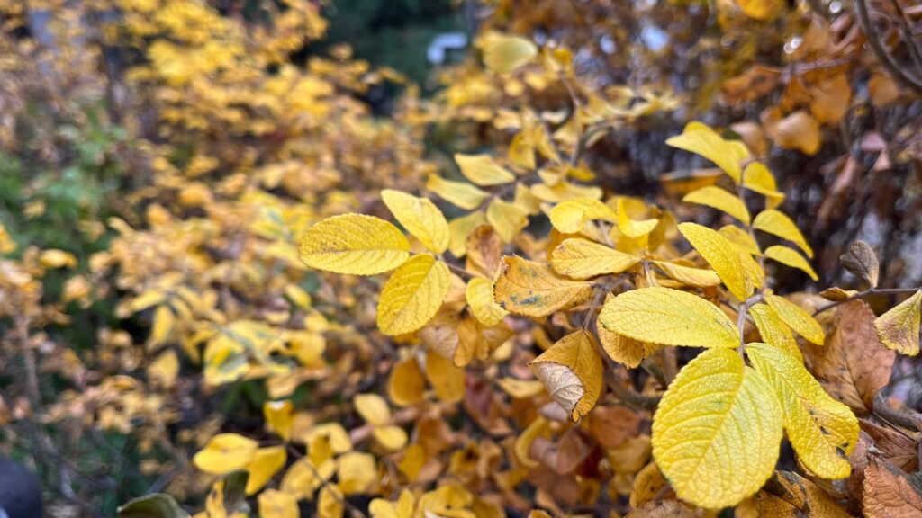 Вторая волна бабьего лета в Челябинской области: в конце октября потеплеет до +13С