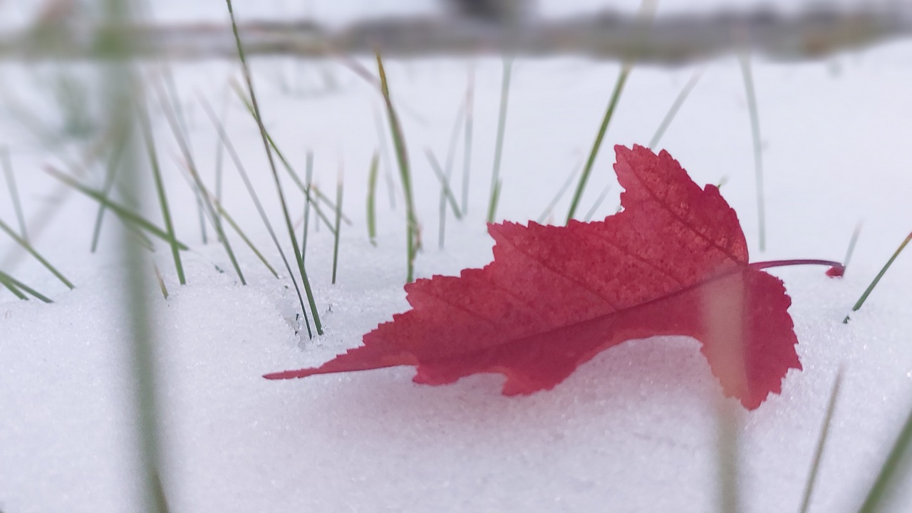 В ноябрьские праздники в Челябинской области резко изменится погода В ноябрьские праздники в Челябинской области резко изменится погода