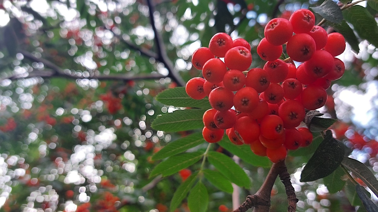 Жителей Челябинска призвали готовиться к ледяному дыханию осени Жителей Челябинска призвали готовиться к ледяному дыханию осени