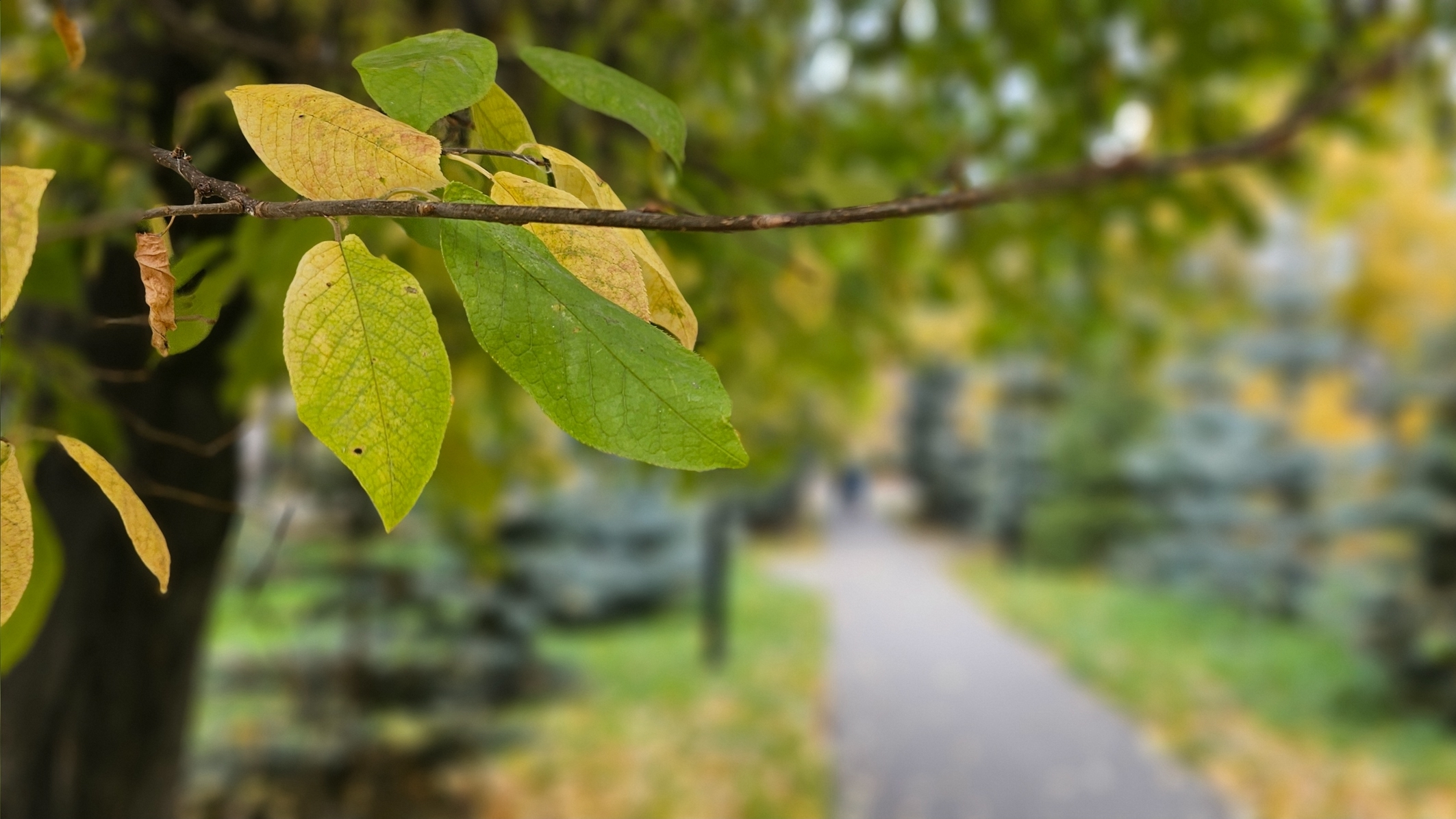 Синоптики пообещали теплое и солнечное завершение октября в Челябинской области