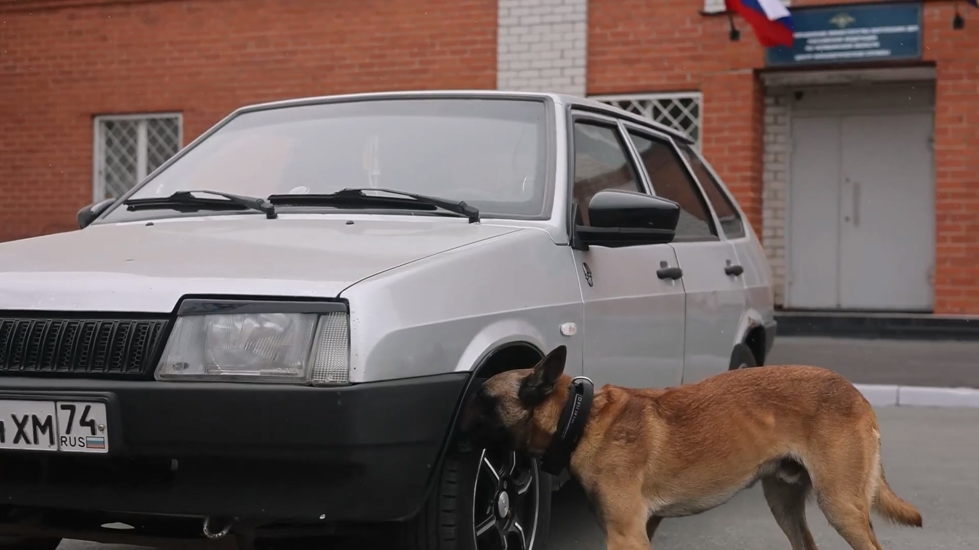 Лучшая собака России по поиску взрывчатки живет в Челябинске