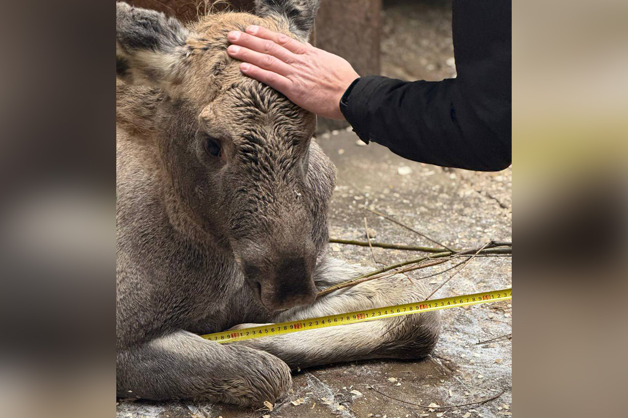 В нацпарке Челябинской области выхаживают лосенка без ноги