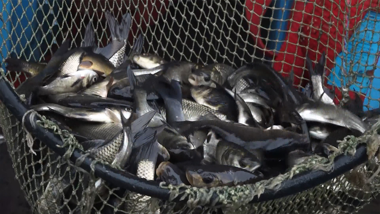 В Заводской пруд Магнитогорска выпустили 50 тысяч мальков сазана