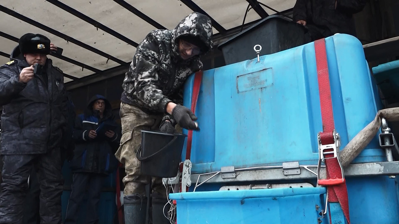 В Заводской пруд Магнитогорска выпустили 50 тысяч мальков сазана