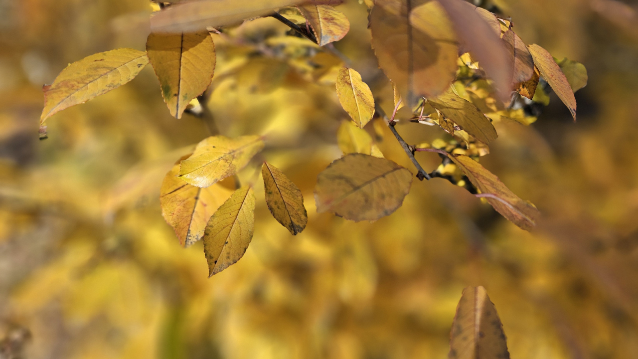 Теплое дыхание Атлантики: синоптик дал прогноз на неделю в Челябинской области