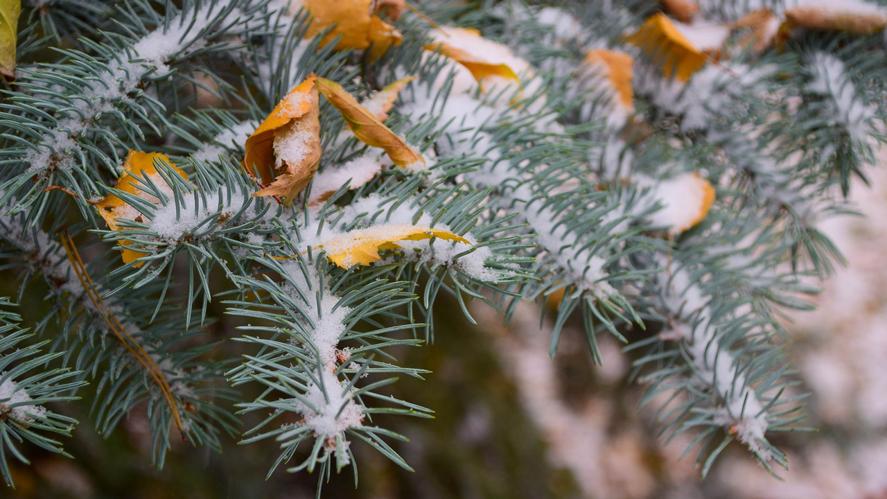 Три циклона накроют Челябинскую область: прогноз на выходные и понедельник