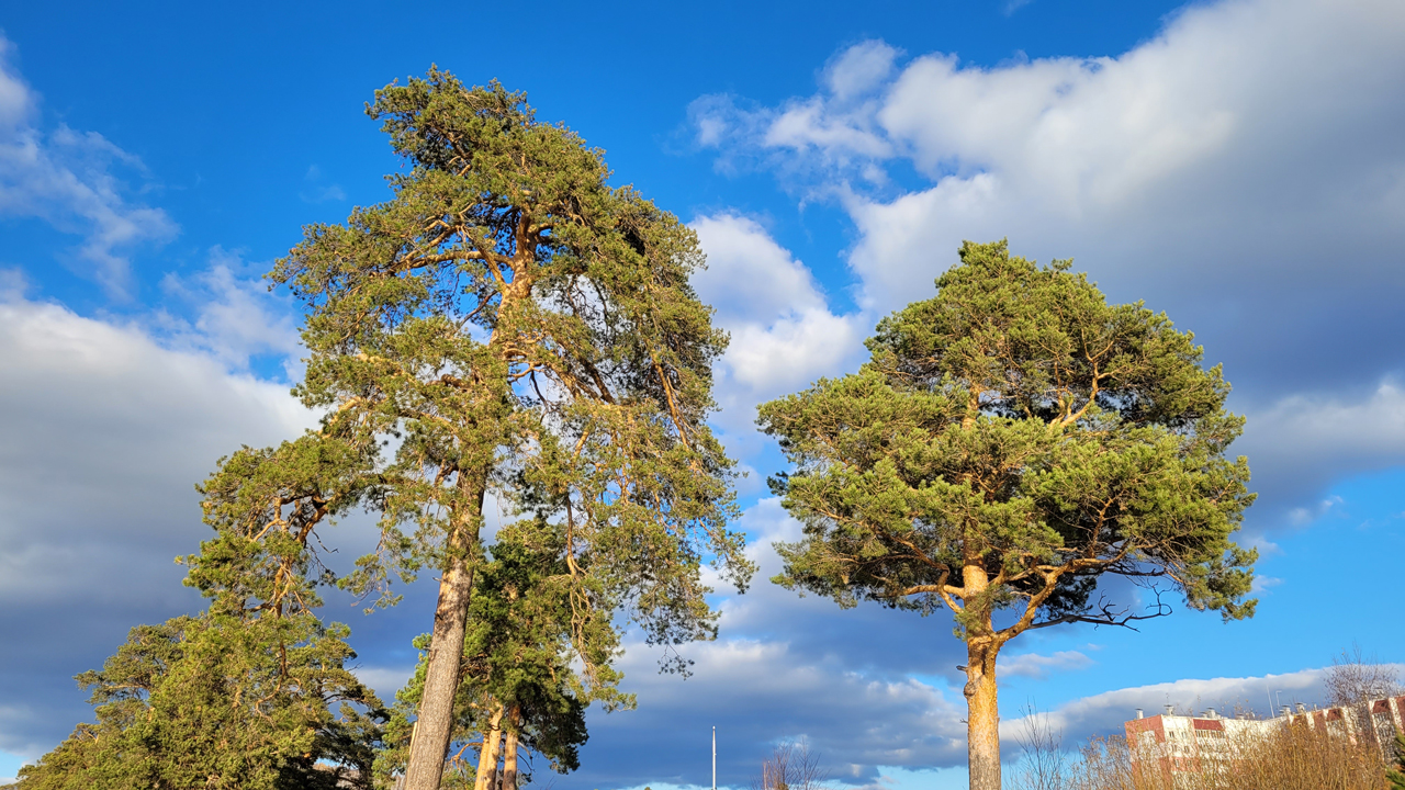Новая порция тепла: какой будет погода на неделе в Челябинской области