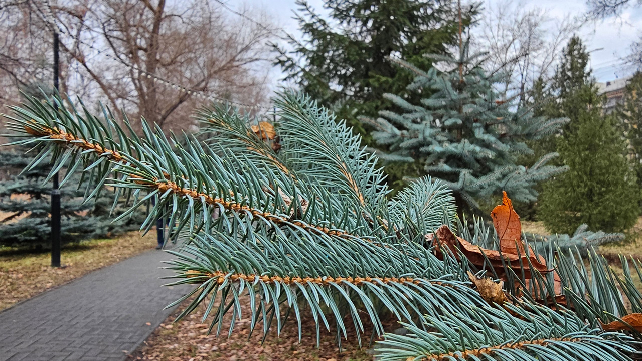 Аномалии ноября: в Челябинской области прогнозируют до +8°C