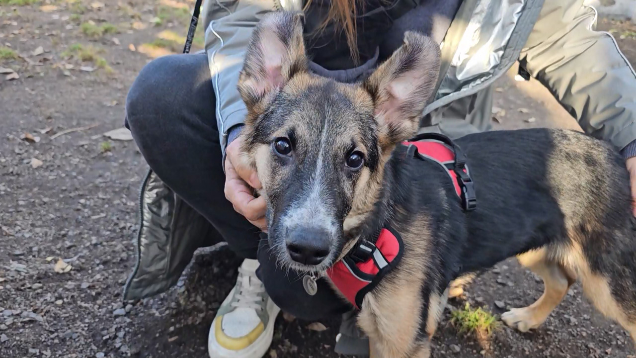 Для спасенного в Челябинске щенка ищут новую семью