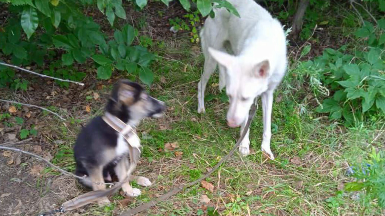 Для спасенного в Челябинске щенка ищут новую семью