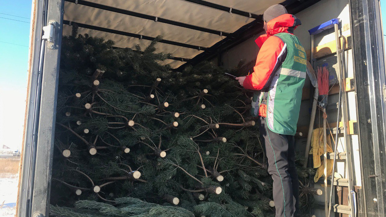 Челябинские сосны украсят дома в шести регионах РФ и Казахстана на Новый год