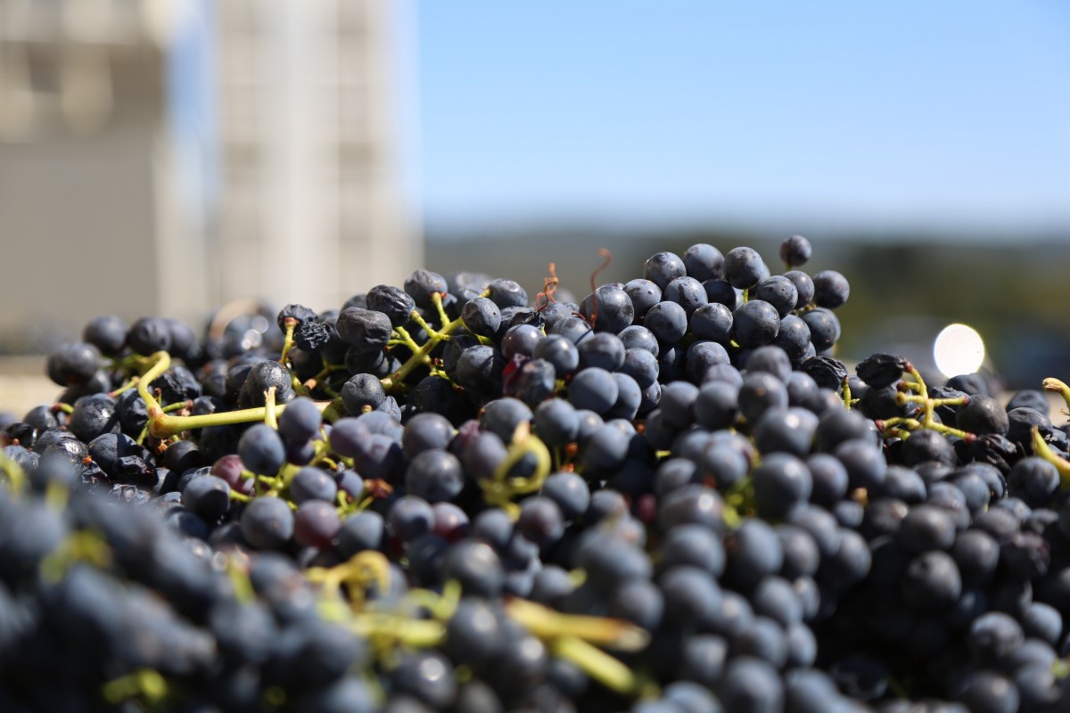 В Челябинскую область не пустили больше 20 тонн винограда из Китая и Казахстана