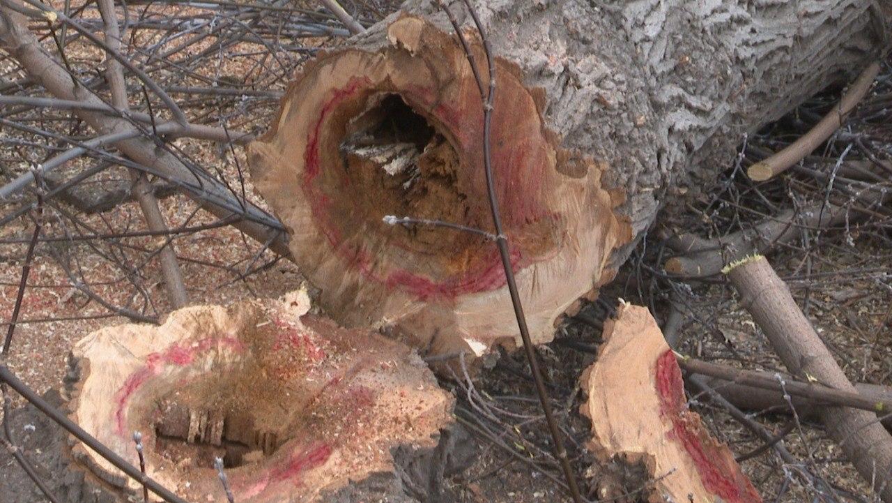 В Магнитогорске санитарная обрезка деревьев из-за теплой погоды продолжится в декабре