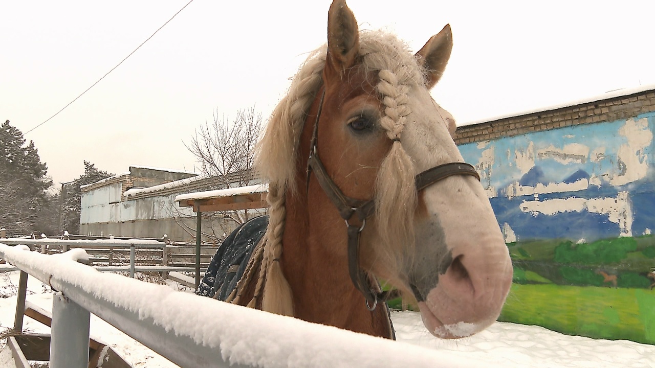 Спокойным шагом или резвым галопом: что ждать от хозяйки 2026 года