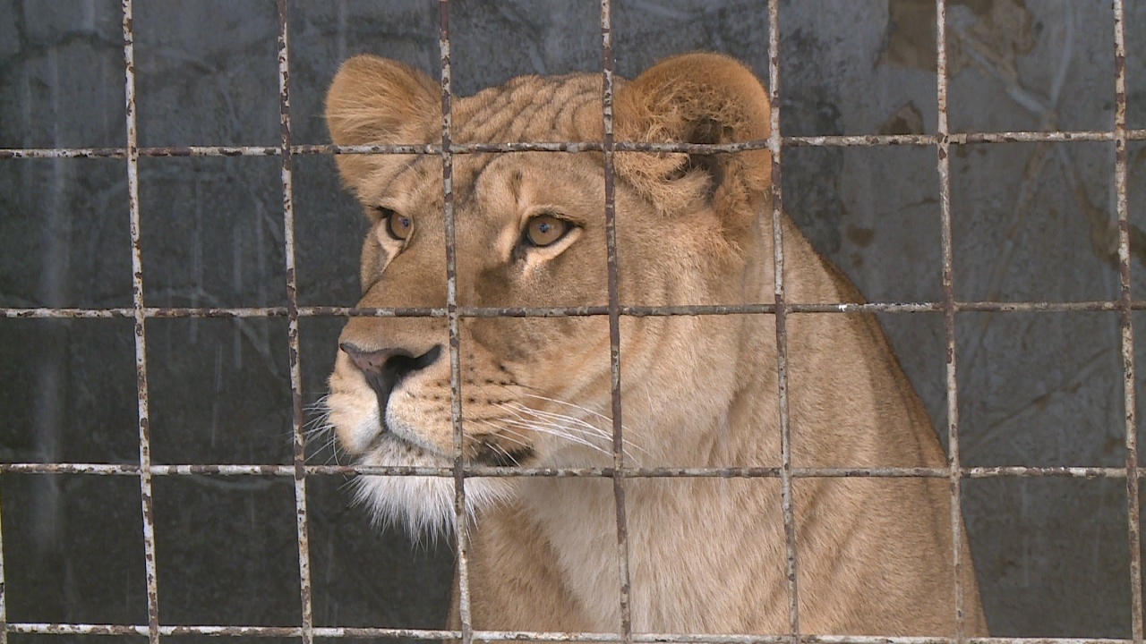 Как повлияла теплая зима на животных, рассказали в челябинском зоопарке Как повлияла теплая зима на животных, рассказали в челябинском зоопарке