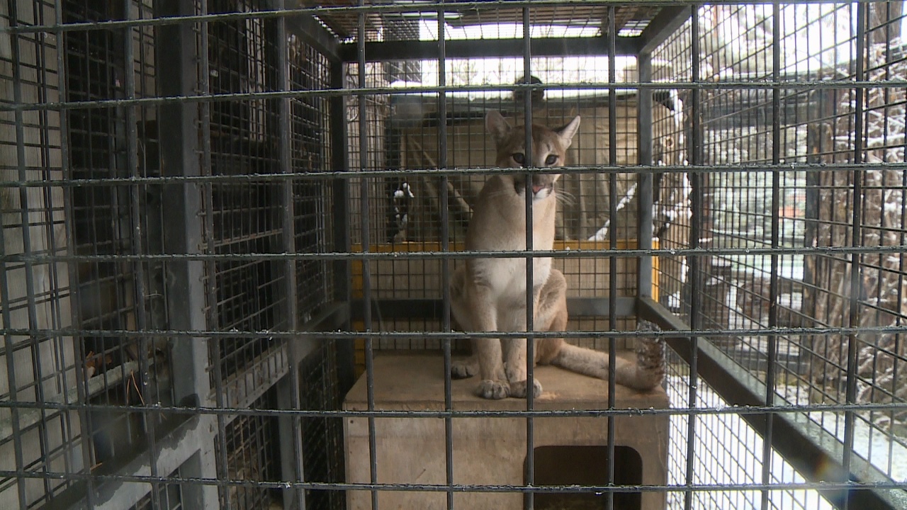 Как повлияла теплая зима на животных, рассказали в челябинском зоопарке Как повлияла теплая зима на животных, рассказали в челябинском зоопарке