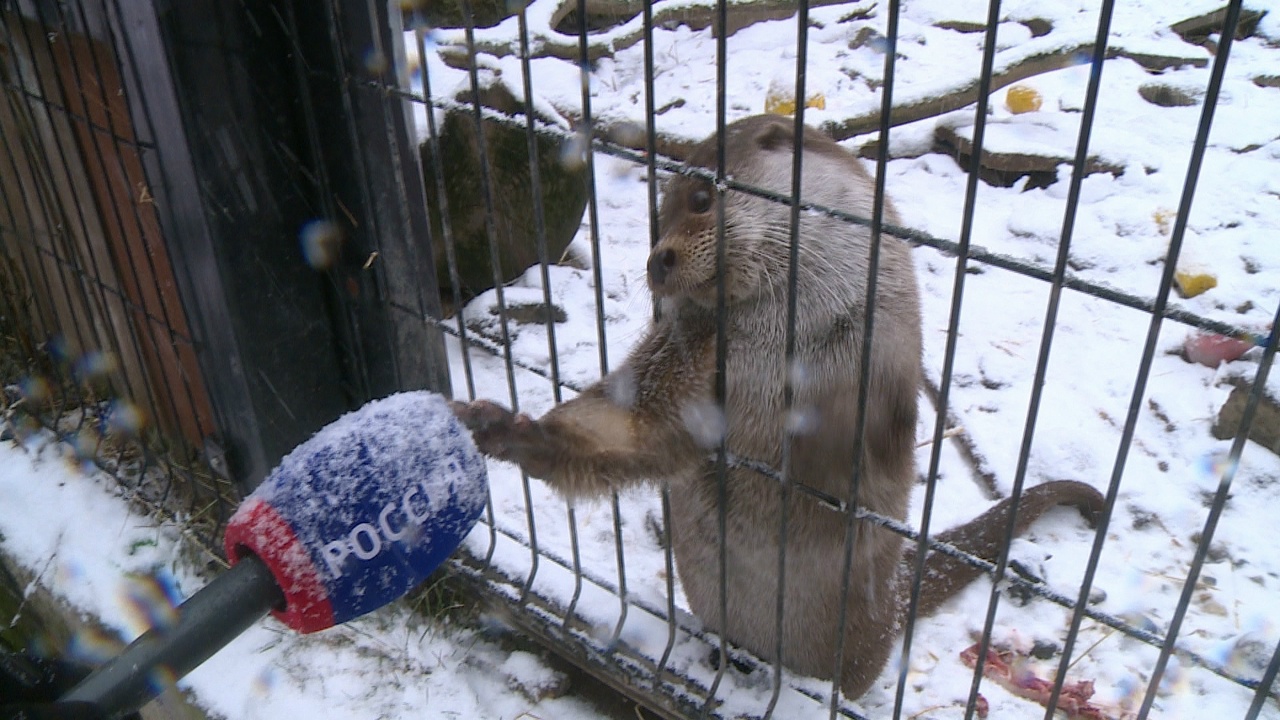 Как повлияла теплая зима на животных, рассказали в челябинском зоопарке Как повлияла теплая зима на животных, рассказали в челябинском зоопарке