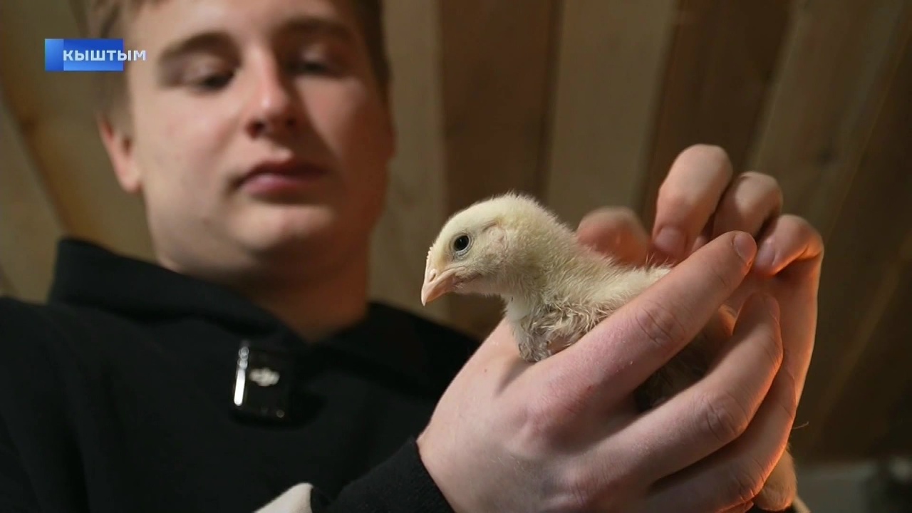Юный житель Челябинской области строит птицеферму после прямой линии губернатора Юный житель Челябинской области строит птицеферму после прямой линии губернатора