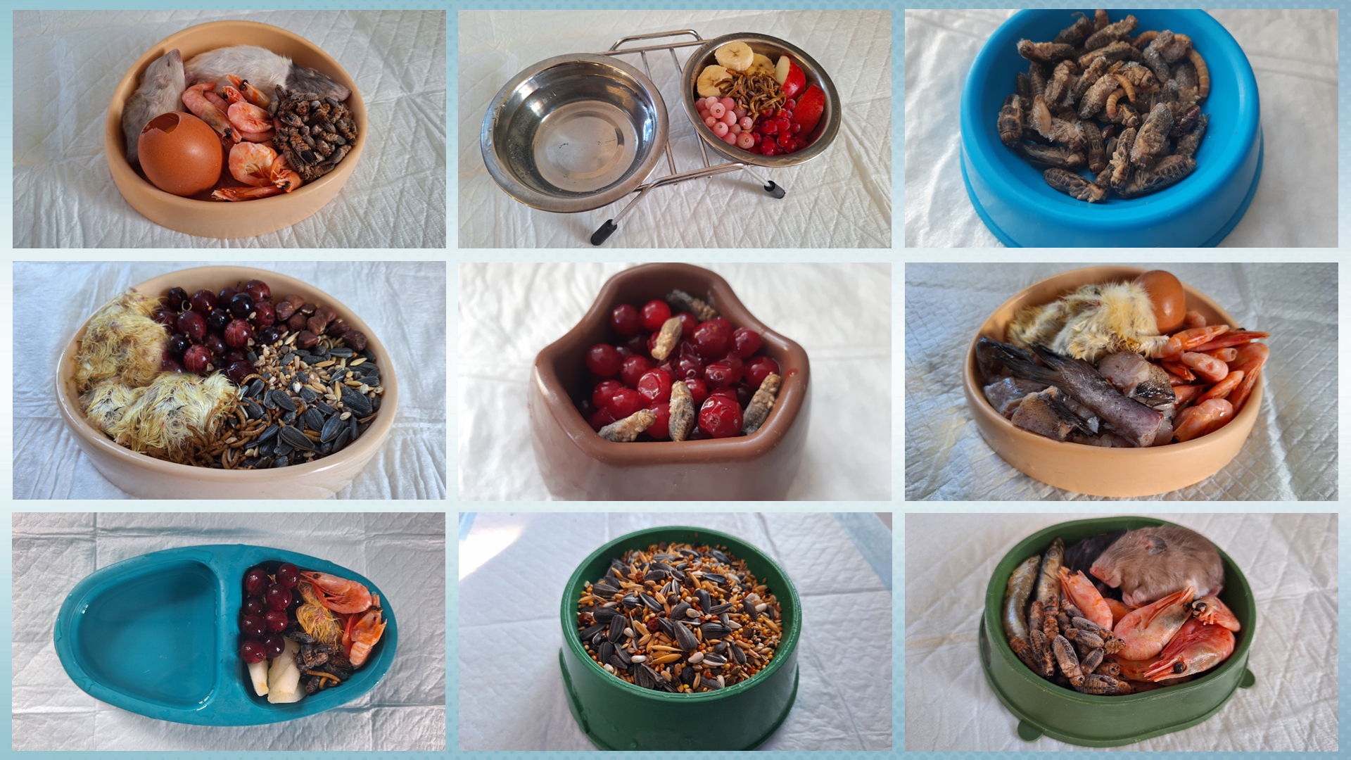 Креветки и калина с червями: чем кормят птиц в реабилитационном центре Челябинска