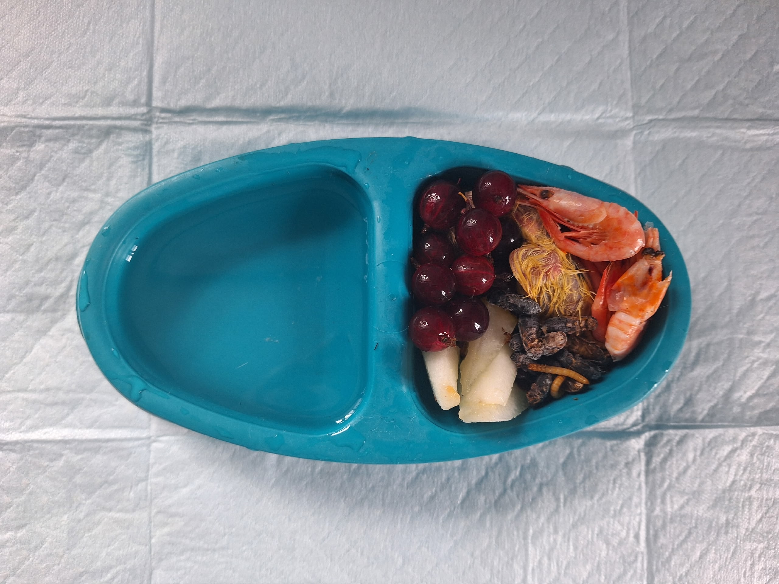 Креветки и калина с червями: чем кормят птиц в реабилитационном центре Челябинска