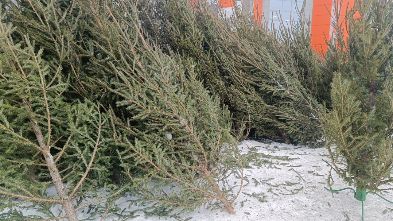 Новогодние елочные базары открываются в Челябинске Новогодние елочные базары открываются в Челябинске