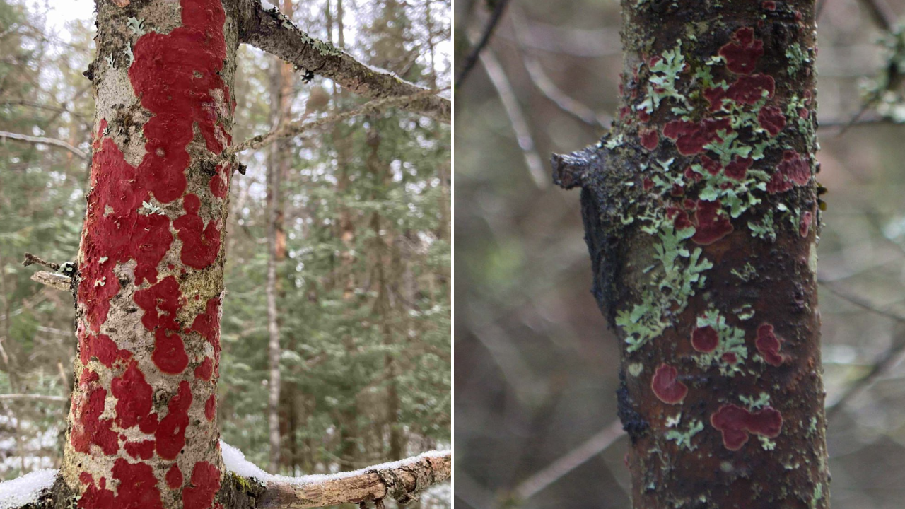 "Окровавленные" деревья обнаружили в горах Челябинской области