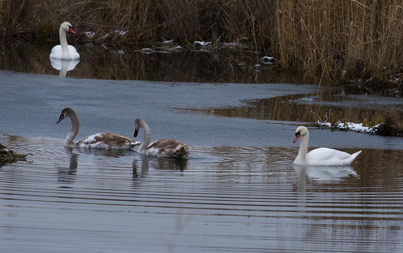Декабрьская сказка в Челябинской области: лебеди не спешат улетать на юг