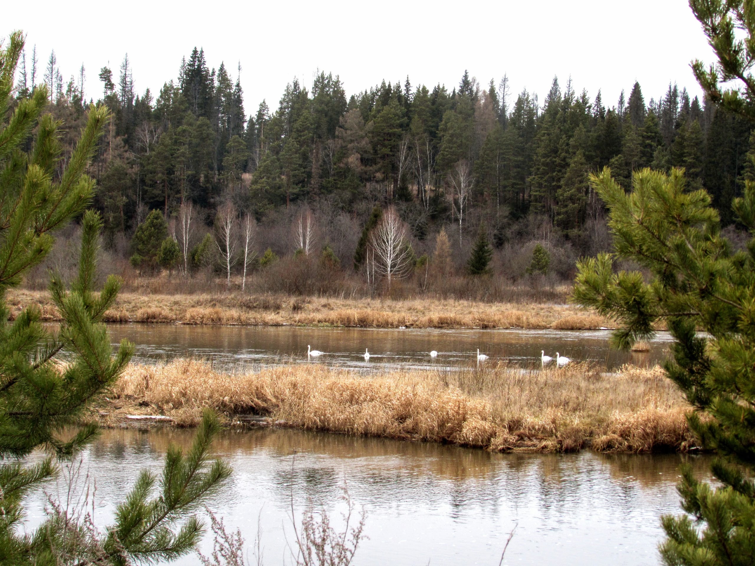 Декабрьская сказка в Челябинской области: лебеди не спешат улетать на юг