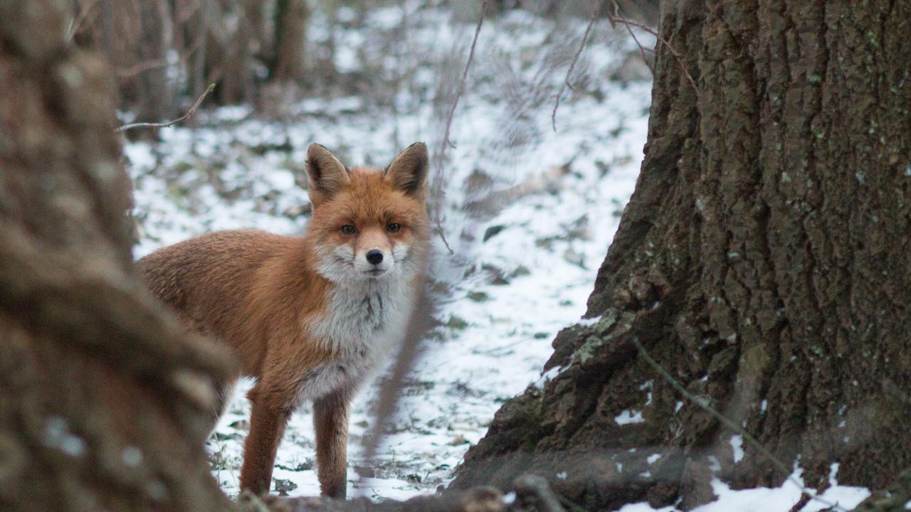 В Челябинске лиса пыталась напасть на собаку во дворе многоэтажки