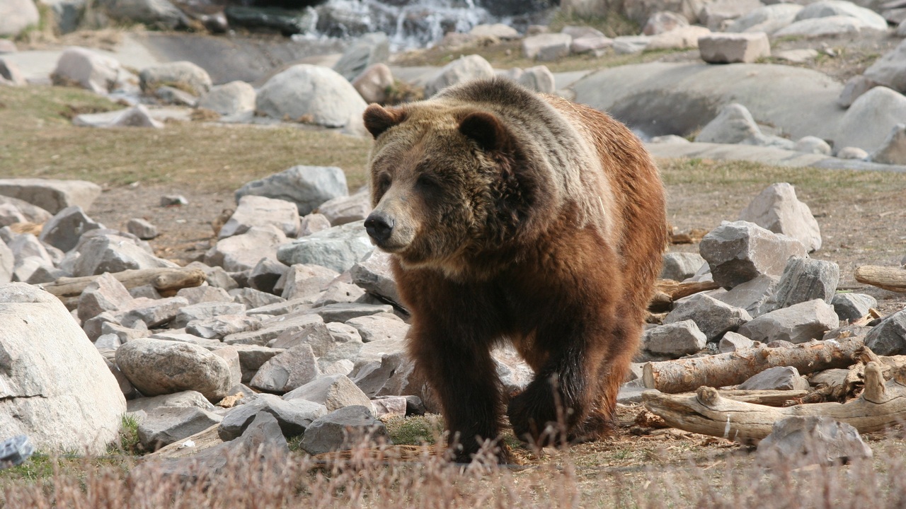 Ученые выяснили, что ели пещерные медведи на Урале тысячи лет назад Ученые выяснили, что ели пещерные медведи на Урале тысячи лет назад