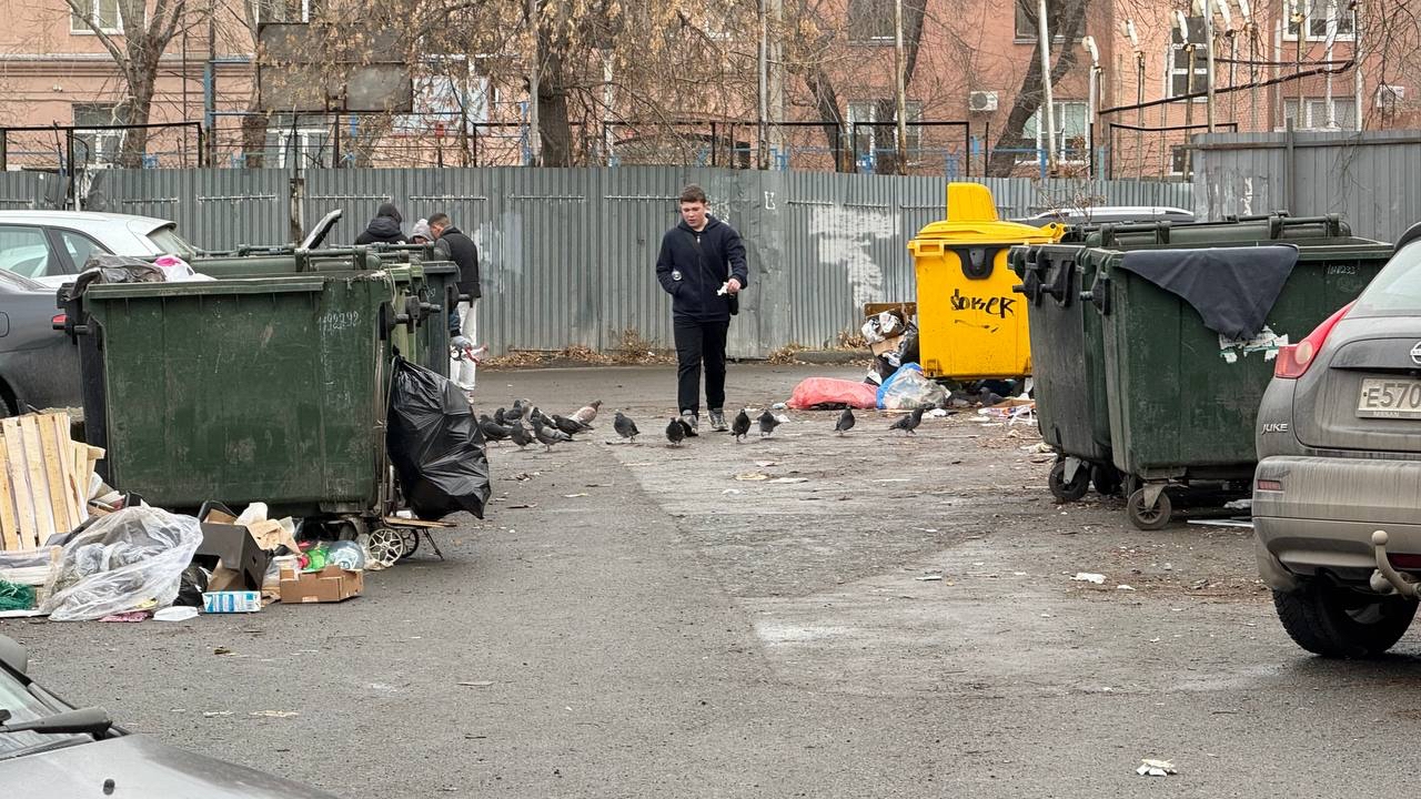 Крысы захватывают дворы на одной из улиц Челябинска: лезут в магазины и квартиры