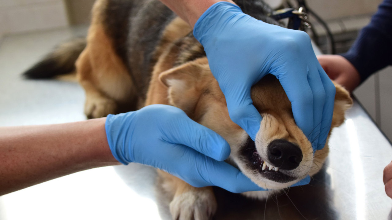 В Челябинске с января заработает городская служба по отлову бездомных животных В Челябинске с января заработает городская служба по отлову бездомных животных