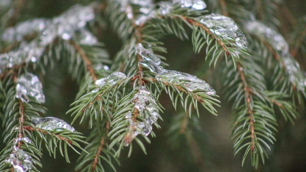 Бойцам СВО к Новому году доставят южноуральские сосны