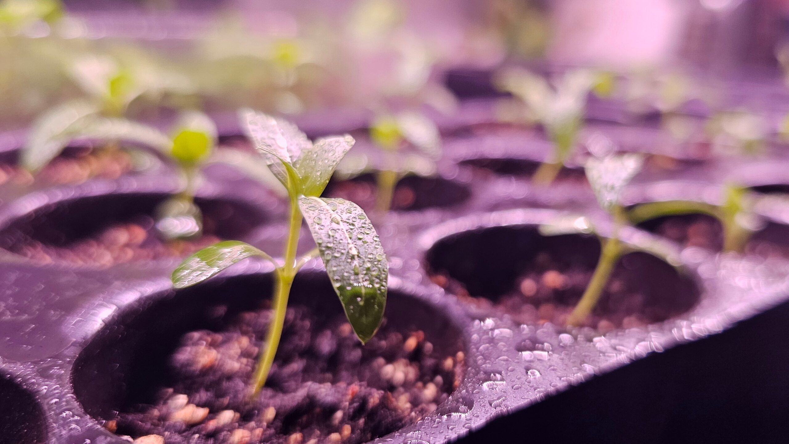 Еда против отеков: какие продукты мешают быть красивыми